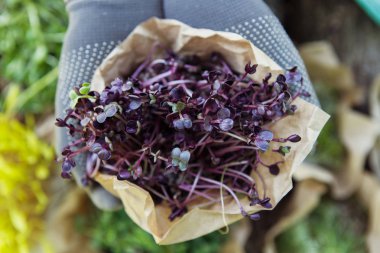 Doğal arka planda elinde microgreen
