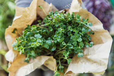Doğal arka planda elinde microgreen