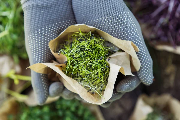 Microgreen in handen op de natuurlijke achtergrond — Stockfoto