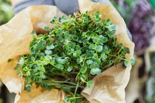 Doğal arka planda elinde microgreen