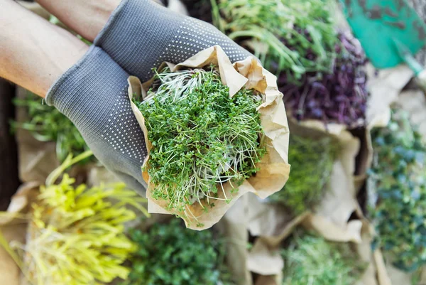 Microgreen em mãos sobre o fundo natural — Fotografia de Stock