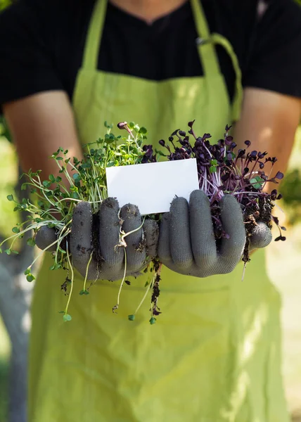 Microgreen in handen op de natuurlijke achtergrond met visitekaartje — Stockfoto