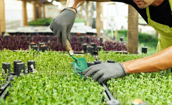 Microgreen in hands on the natural background — Stock Photo, Image