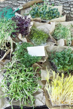 Kartviziti ile doğal arka planda farklı mikroyeşil 