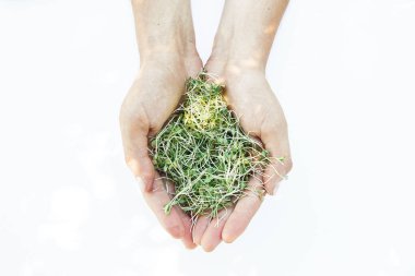Beyaz arka plan üzerinde ellerde Microgreen