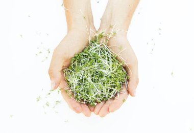 Beyaz arka plan üzerinde ellerde Microgreen