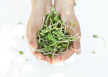 Beyaz arka plan üzerinde ellerde Microgreen
