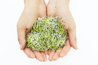 Beyaz arka plan üzerinde ellerde Microgreen