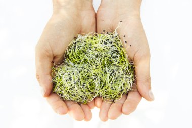 Beyaz arka plan üzerinde ellerde Microgreen