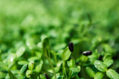 Doğal ışıkta mikroyeşil arka plan