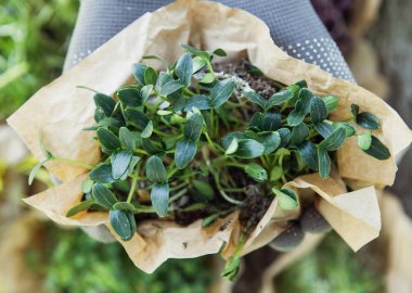Doğal arka planda elinde microgreen