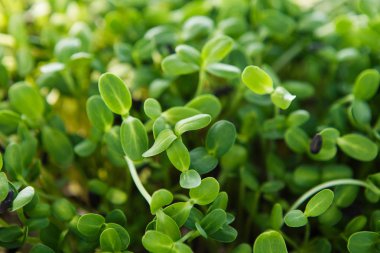 Doğal ışıkta mikroyeşil arka plan