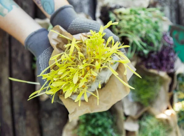 Microgreen in handen op de natuurlijke achtergrond — Stockfoto