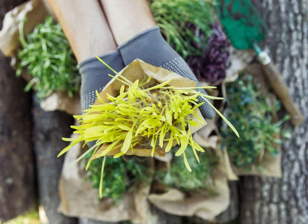 Microgreen en las manos sobre el fondo natural —  Fotos de Stock