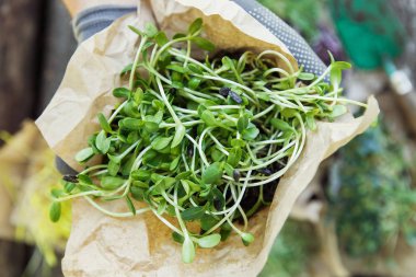 Doğal arka planda elinde microgreen