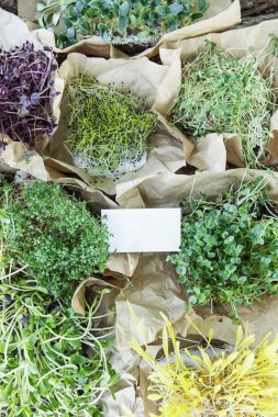 Kartviziti ile doğal arka planda farklı mikroyeşil 