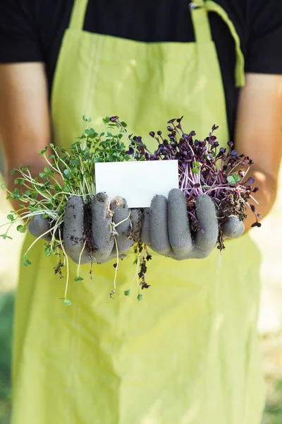 Microgreen em mãos no fundo natural com cartão de visita — Fotografia de Stock