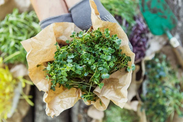Microgreen in hands on the natural background — Stock Photo, Image