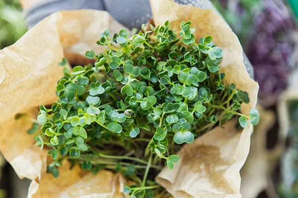 Microgreen in hands on the natural background — Stock Photo, Image