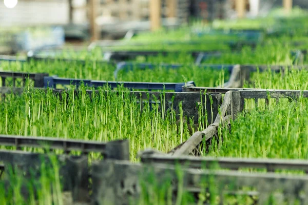 Microgreen background in natural light — Stock Photo, Image