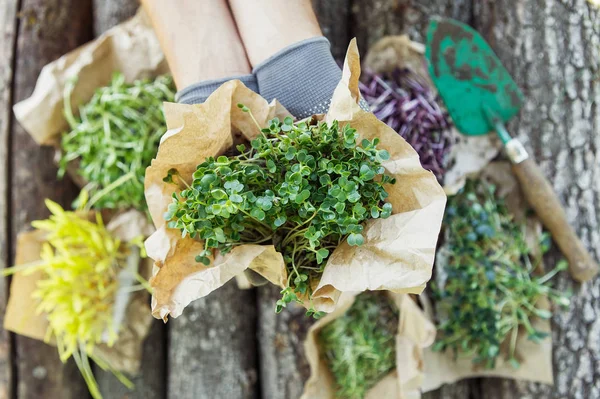 Microgreen in hands on the natural background — Stock Photo, Image