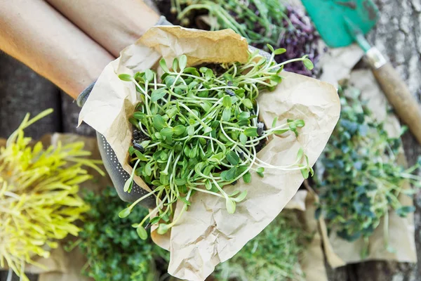 Microgreen in handen op de natuurlijke achtergrond — Stockfoto