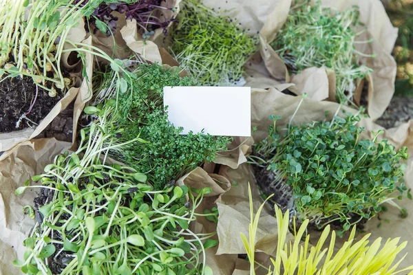 Verschillende microgreen op de natuurlijke achtergrond met visitekaartje — Stockfoto