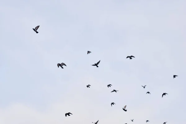 Flying pigeons. Flock (flight) of birds. Free birds in front of sky background