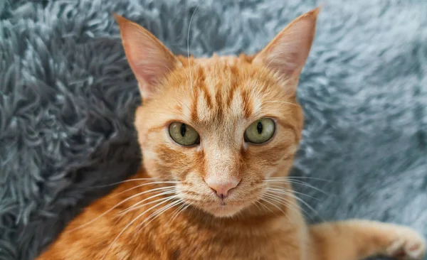 Gember Kat Close Portret Volwassen Rode Kat Zoek Direct Naar — Stockfoto