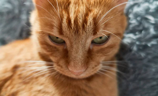 ふわふわの灰色の背景を見下ろす生姜猫のクローズアップ肖像画 フロントビューシリアスまたは怒っている猫のコンセプト — ストック写真