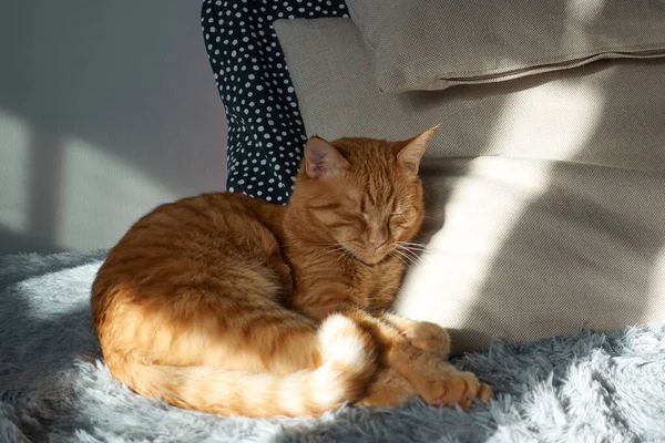 Gato Vermelho Bonito Dormindo Sofá Cinza Travesseiros Casa Ginger Fofo — Fotografia de Stock