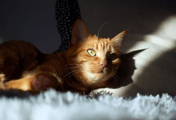 Рыжая Кошка Зелеными Глазами Лежащая Сером Диване Солнечным Светом Смотрящая — стоковое фото