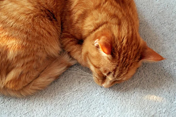 Retrato Close Gato Gengibre Vermelho Deitado Enrolando Dormindo Uma Cama — Fotografia de Stock