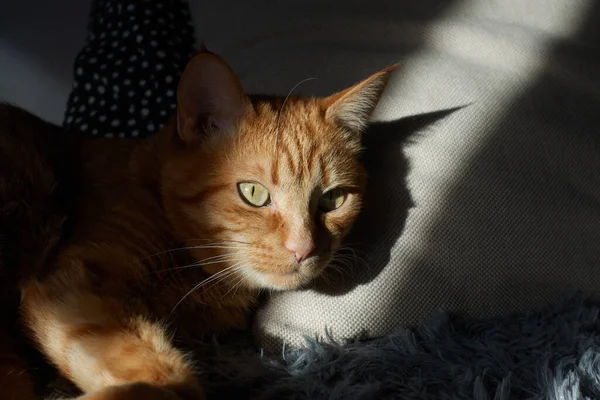 Pomarańczowy Kot Zielonymi Oczami Dramatycznym Naturalnym Świetle Słonecznym Leżący Szarej — Zdjęcie stockowe