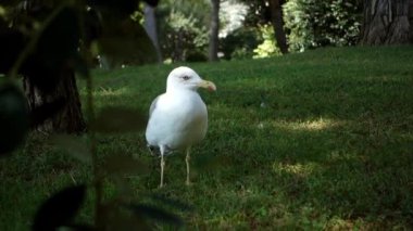 Çimlerin üzerinde yeşil çimleri olan beyaz martı farklı taraflara bakıyor. Vahşi yaşam ve doğa kavramı.