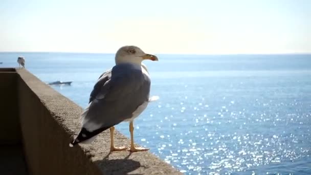 在阳光明媚的晴天 一只海鸥栖息在混凝土的顶部 背景是蓝色的海 自然和野生生物概念 — 图库视频影像