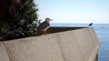 Deniz manzaralı, masmavi sahildeki Fransız sahilinde, beton bir çitin üzerindeki martılar koltuğu. Fransız Riviera Tatil Konsepti.