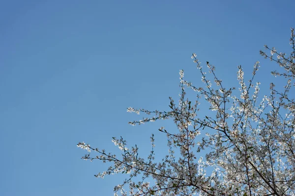 하늘을 배경으로 아름다운 벚꽃이 — 스톡 사진