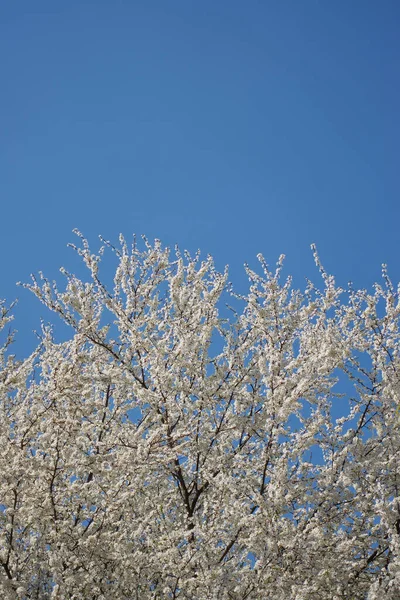 Shot White Flowering Plum Branches Sunny Blue Sky Background Copy — Stock Photo, Image