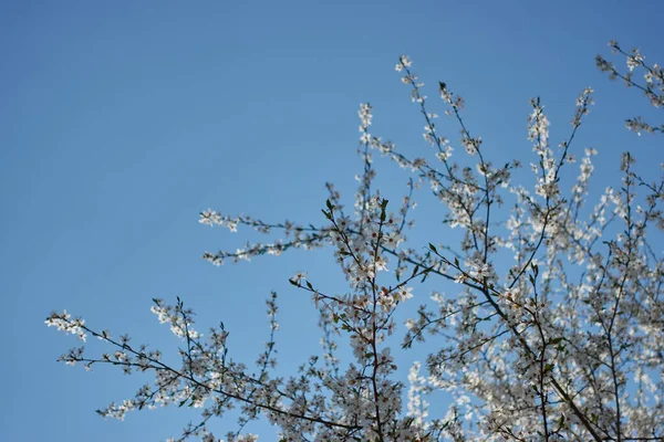 Branch Apple Flower Blossom Spring Clear Blue Sky Background Spring — Stock Photo, Image