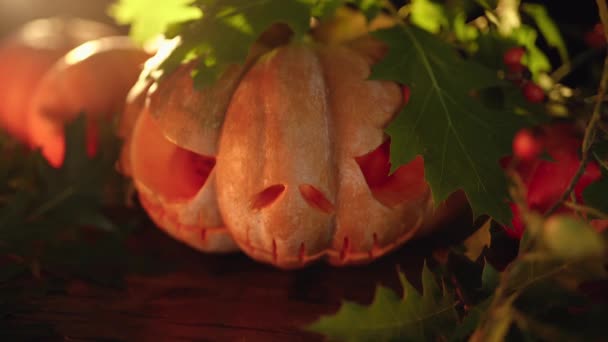 Gesneden Pompoen Halloween Met Donkere Achtergrond Groene Bladeren Decoratie Van — Stockvideo