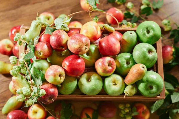 Manzanas Verdes Rojas Frescas Con Hojas Una Caja Sobre Una — Foto de Stock