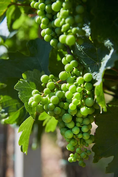 Primer Plano Vid Verde Uva Común Joven — Foto de Stock