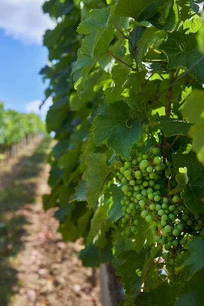 Filas Viñedos Verdes Verano Moravia Del Sur República Checa — Foto de Stock