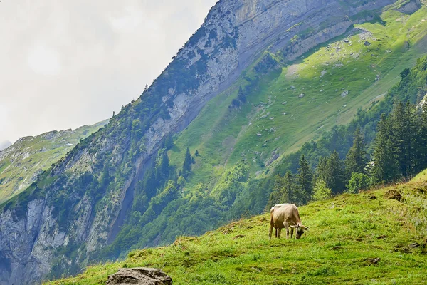 Manada Vacas Hermoso Campo Verde Suiza — Foto de Stock
