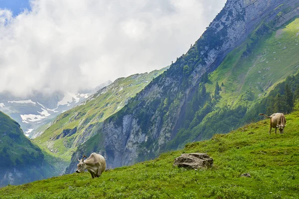 Manada Vacas Hermoso Campo Verde Suiza — Foto de Stock