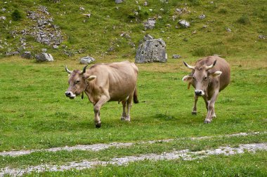 İki inek alanında. İsviçre.