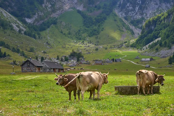 Vacas Ouro Castanho Perto Lugar Rega Pastagem Montanha Pequena Aldeia — Fotografia de Stock