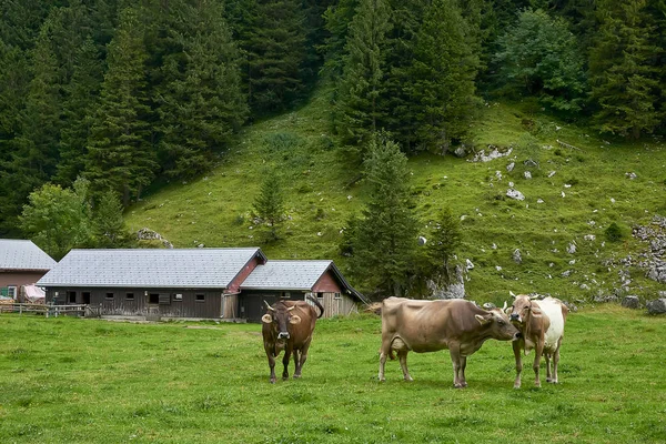 Rebanho Vacas Belo Campo Verde Suíça — Fotografia de Stock