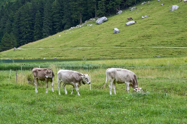 Junge Kälber Und Kühe Auf Dem Feld — Stockfoto